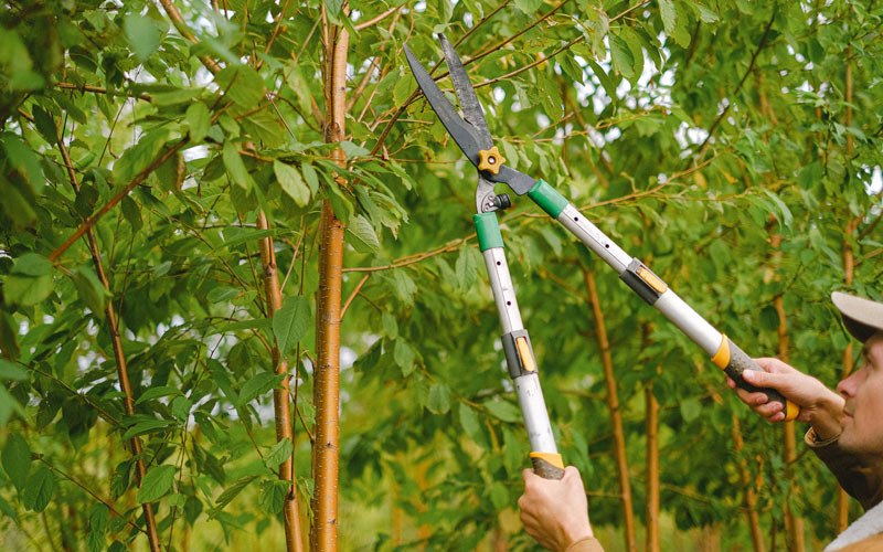 Tree trimming in West Middlesex, PA